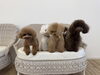 チャコ♡クレア♡リリア♡もっちー♡「ましゅまろ幼稚園🐾」