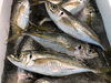 「鯵 大阪湾」