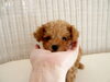 「ティーカップ・プードル　babyちゃん　(*´ω｀*)」