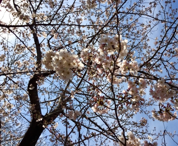 「別れはさびしいけれど…」