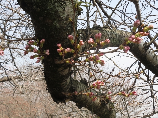 「錦帯橋まわりの桜便り」