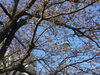 「桜が咲き始めました‼」