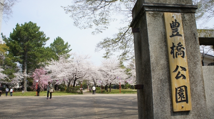 「【情報】豊橋公園の桜ほぼ満開」