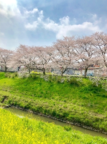 「アスモ裏の川沿いの桜並木」