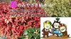 「【本日16時00分まで！】春のみやざき植木市♪」