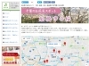 「【船橋 桜スポットはここからチェック！！！】暖かくなり満開の桜！！船橋お花見スポット！！」