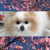 「春から英語を習ってみませんか？    小中高生」
