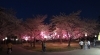 桜情報 豊橋公園の夜桜 まいぷれニュース編集局のニュース まいぷれ 豊橋 田原