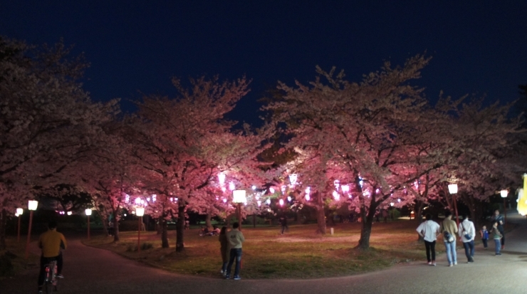 「【桜情報】豊橋公園の夜桜①」