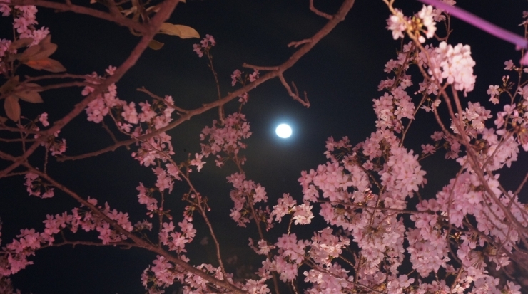 「【桜情報】豊橋公園の夜桜③」