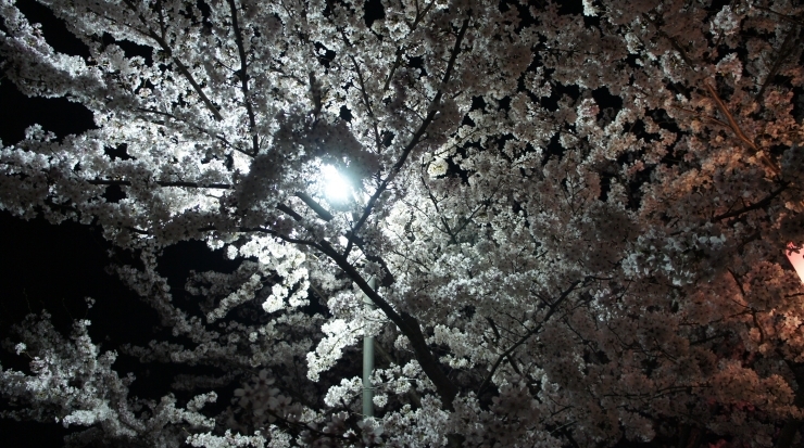 「【桜情報】豊橋公園の夜桜④」