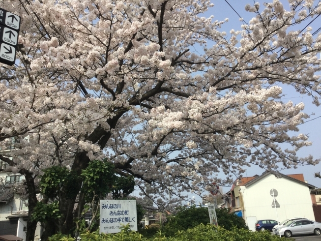 「加茂川の桜 満開」