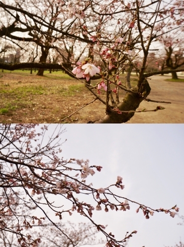 「古城公園の桜は一分咲き？二部咲き？」