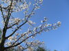 「ゆめ広川の桜、見ごろを迎えています！！」