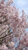 「近所の桜が満開に♪(*´∇｀*)」