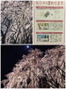 「4/1から植物園の年間パスポートが1,000円に！」