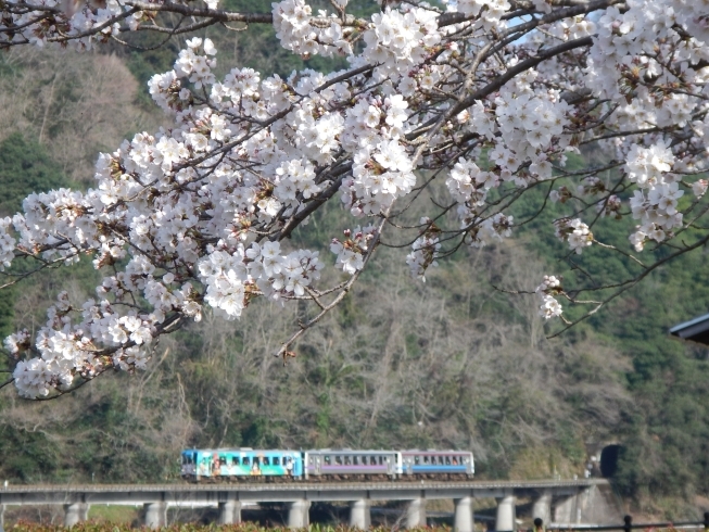 「桜が咲きました」