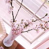 「お花見日和( ´͈ ॢꇴ `͈ॢ)･*♡」