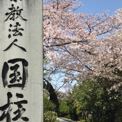  4/1（日）桜まつりを開催します　園内の桜、満開です！
