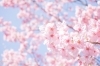 「国立駿河療養所の一般開放のお知らせ」