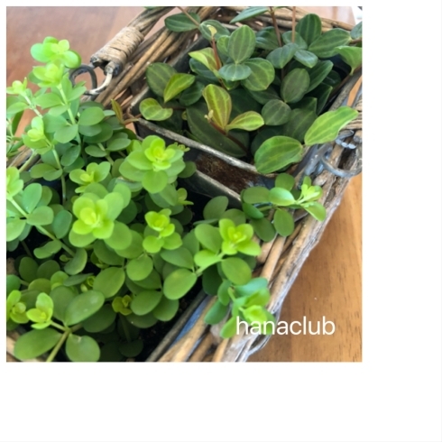 小柄で可愛い観葉植物 ペペロミア フラワーアレンジメント教室 花倶楽部 Hana Clubのニュース いなナビ 伊奈町