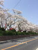 「 ＊桜満開！＊」