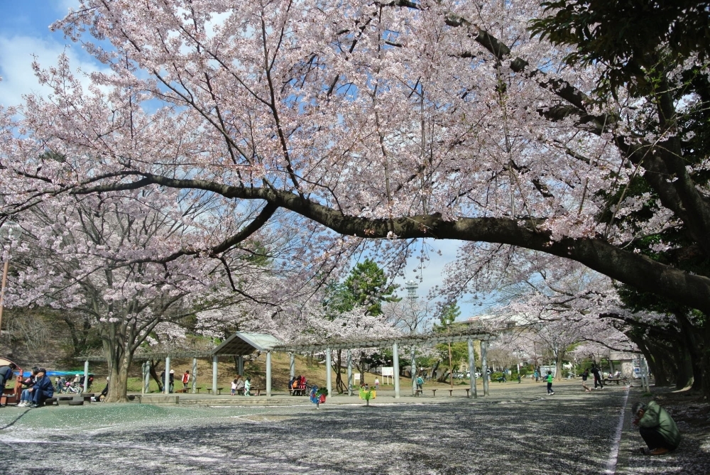 梶ヶ谷第一公園 高津区 お花見するならここ 川崎市の 桜 特集 21年 まいぷれ 川崎市 梶ヶ谷第一公園 高津区 お花見するならここ 川崎市の 桜 特集 21年 まいぷれ 川崎市