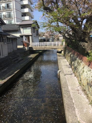 「今日の加茂川 。 流れているのは・・・」
