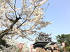 「お花見」