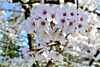 「「上田城桜情報」のご案内（行政情報：上田市役所 お知らせより）」