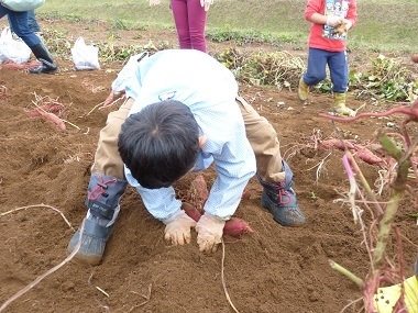 朝方の小雨が心配でしたが子ども達の願いが通じたのか、お芋掘りの時間帯は晴天！　　お芋掘り日和となりました（≧∇≦）/