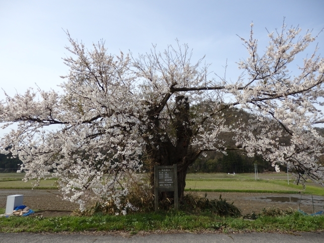 「樹齢140年？　一本だけ残った加治川の古桜」