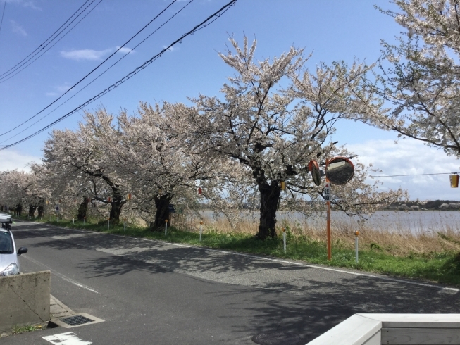 鳥屋野潟のお花見はradで決まり Cafe The Rad カフェ ザ ラッド のニュース まいぷれ 新潟市