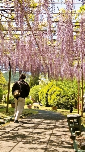 「4月は「藤の花」満開なり！」