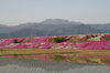 「石鎚山を背景にした芝桜」