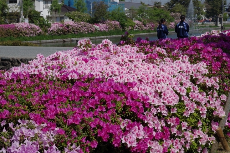 「旧西条藩陣屋跡（現:西条高等学校）東側のお堀の周りのつつじが見頃を迎えています。」