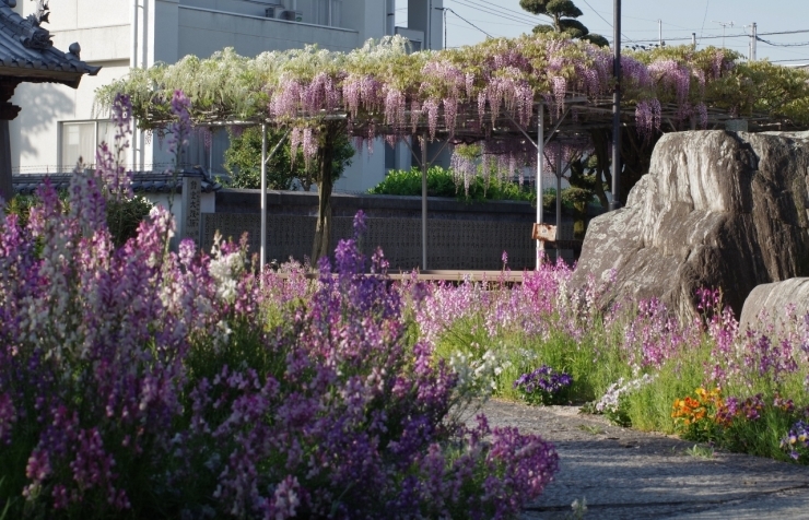 「西条市の長福寺の藤の花も咲き始めました。」