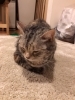 「迷い猫、無事に見つかりました！」