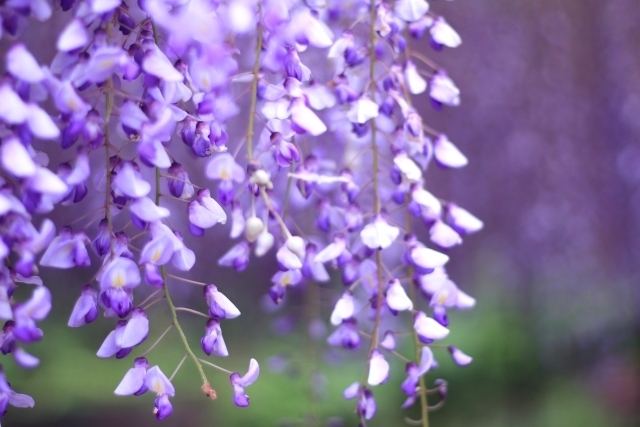 「藤の花　そのベストウオッチングはどこでしょうか？！」