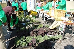 花の苗もありました。