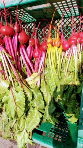 「☆カラフル野菜の小山農園、少しずつですが収穫可能な野菜が増え始めました！☆」