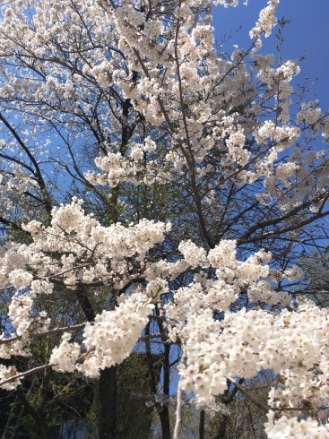 「パワースポットにて♥︎桜が満開」