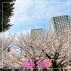 錦糸公園の桜「桜が満開でした」