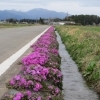 芝桜ロ－ドまもなく満開!