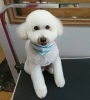 4月26日 カットコースのミッキーちゃん 犬猫のトリミング屋さんぽちのうち 犬 猫のトリミング屋さん ぽちのうちのニュース まいぷれ 船橋市