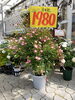 「今日の三次花壇　特売の薔薇」