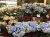 「アジサイ万華鏡&銀河入荷しました！！」