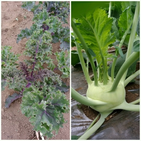 「☆カラフル野菜の小山農園、続々と収穫可能野菜が増えてきました！☆」