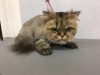 5月6日 カットコースのサンタちゃん 犬猫のトリミング屋さんぽちのうち 犬 猫のトリミング屋さん ぽちのうちのニュース まいぷれ 船橋市