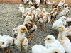もみじ「30日目のもみじ&さくら成長記【鶏舎を建築するなら悠々ファームへ】」